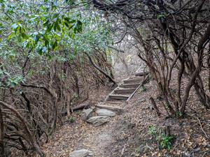 Steps in Rhododendron on the Sam Knob Trail