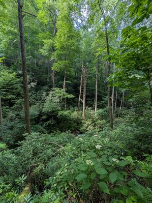 Hickey Fork Trail Below the Falls