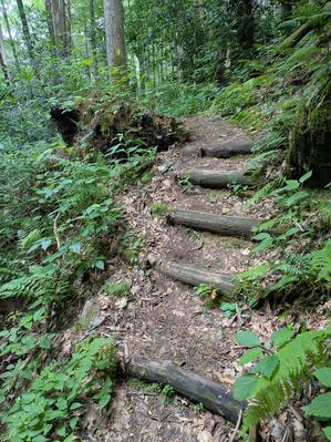 Log Steps on the Hickey Fork Trail