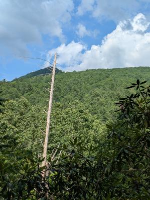 Dead Hemlock over Hickey Fork Valley