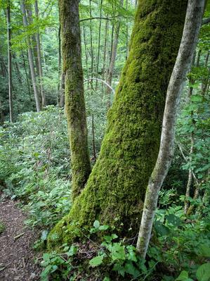 Moss-Covered Tree Trunk on the Hickey Fork Trail