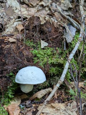Mushroom Along the Hickey Fork Trail