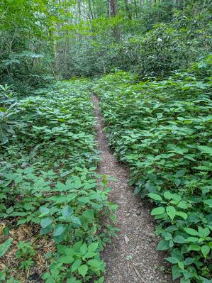 Stinging Nettle on the Hickey Fork Trail