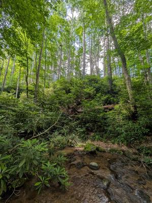 Typical Stream Bottom in the Shelton Laurel Area