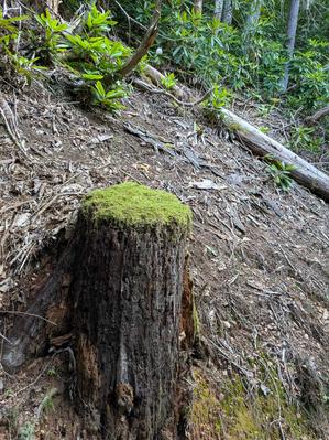 Moss-Covered Stump on the Hickey Fork Trail